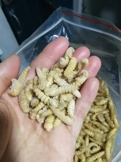 大麦虫蛹 大麦蛹