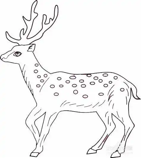 梅花鹿简笔画教案