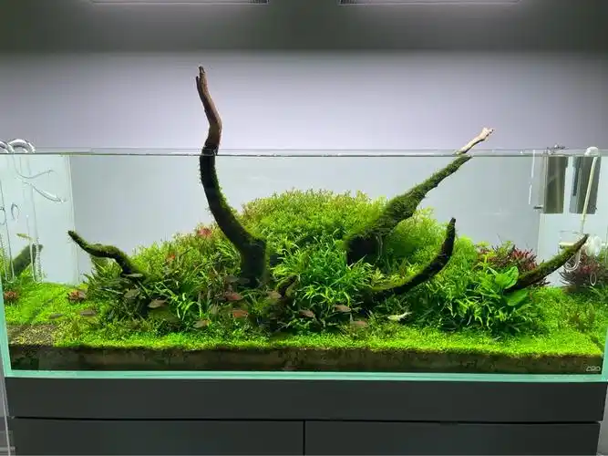 闲来无事,发几张ada的造景 - 水草造景 - cta南美水族