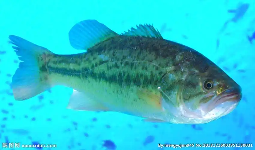 鲈鱼摄影图__传统美食_餐饮美食_摄影图库_昵图网nipic.com