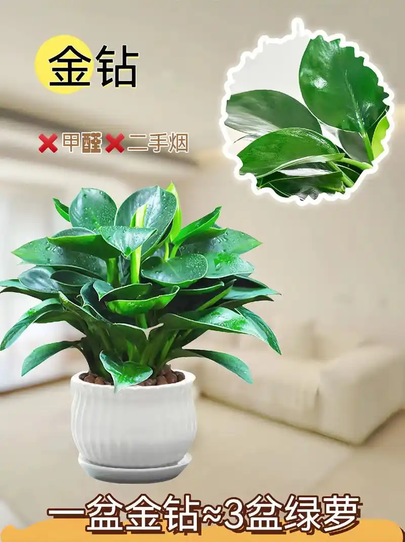金钻又叫"绿公主"!号称"吸毒王"!是出了名的耐阴绿植,还能 - 抖音