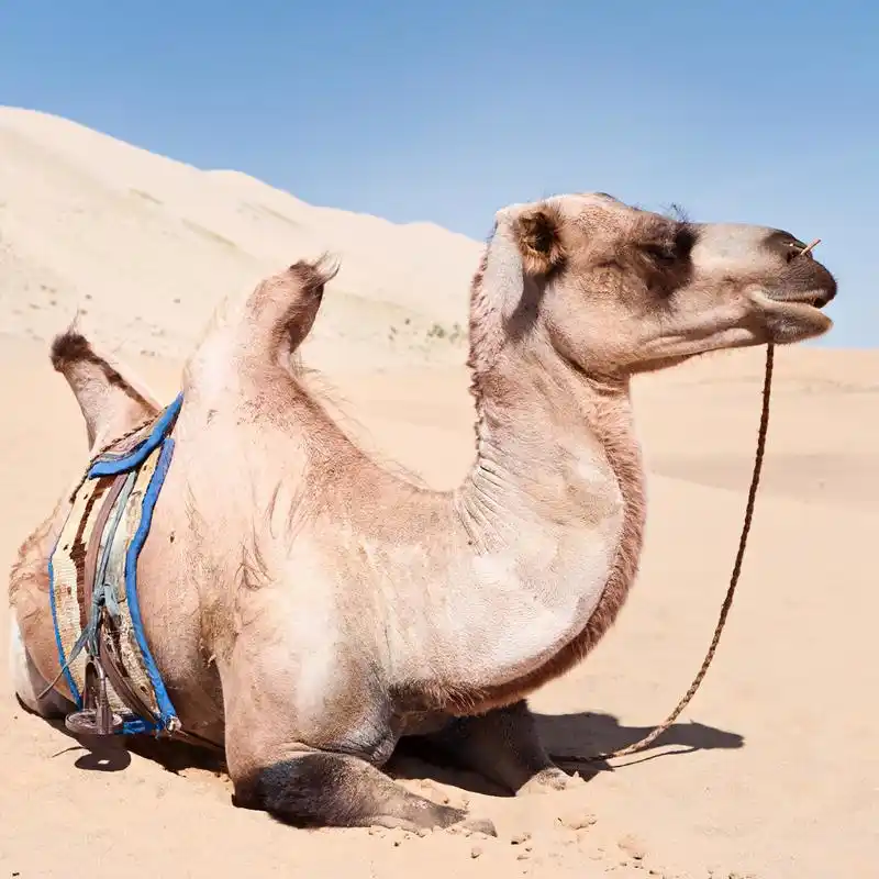 人们脑海中常浮现出一幅幅令人惊叹的画面——在广袤的沙漠中,骆驼