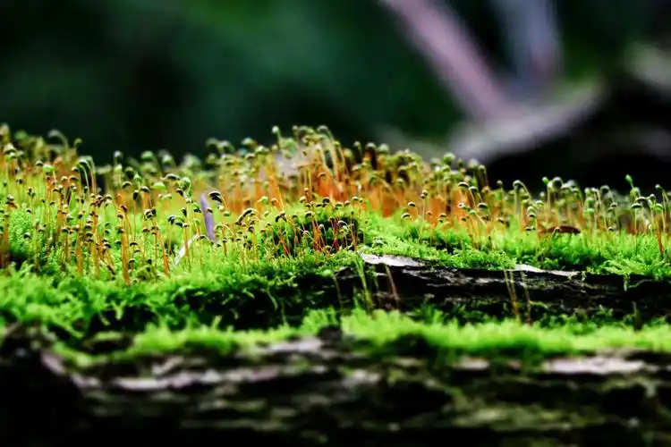 微距下的活力一青苔花