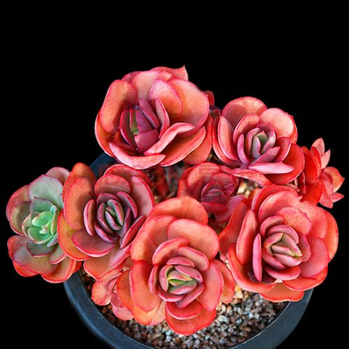 秀妍多肉老桩一物一拍群生多头小叶手捧花盆阳台盆栽包邮绿植辐射