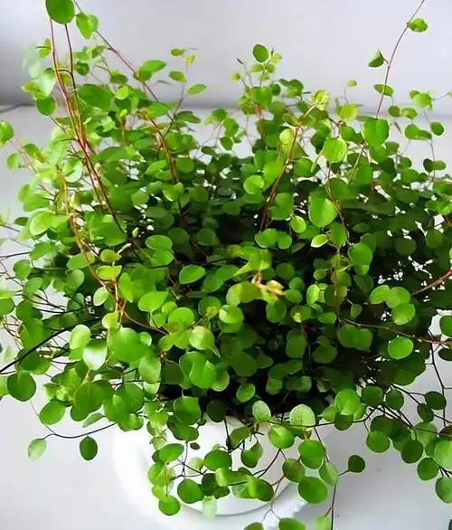 3种吊兰,观赏价值高,学一学,养护技巧和注意事项!