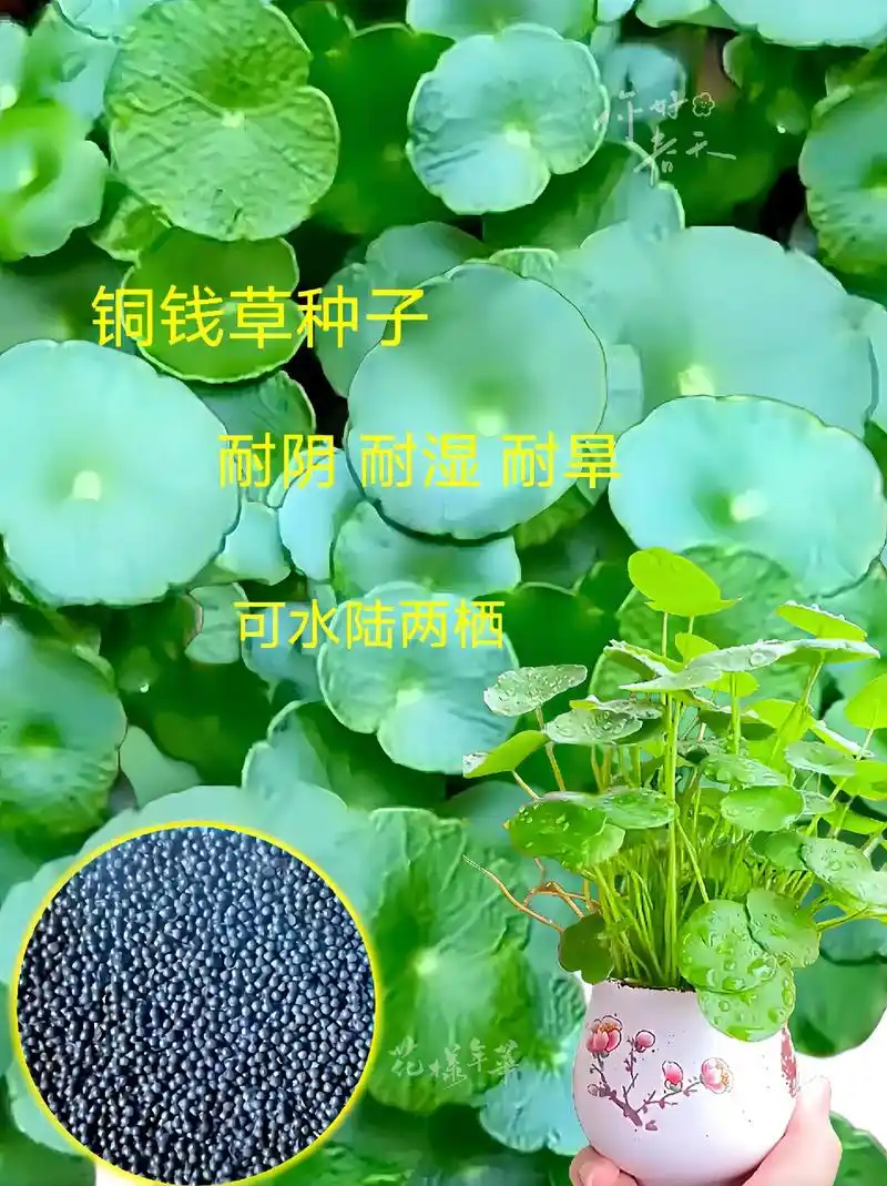 我的新宠来啦!培铜钱草种子,室内常绿小植物,简直 - 抖音