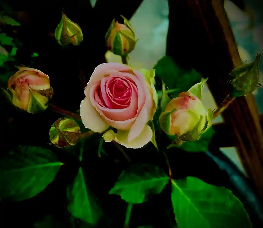 藤小伊迷人的藤本小月季