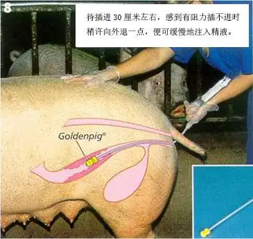 猪人工授精最全步骤以及技术要点