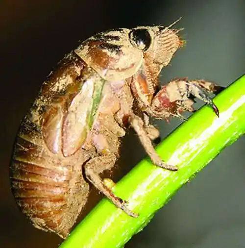 蝉的幼虫(图片)