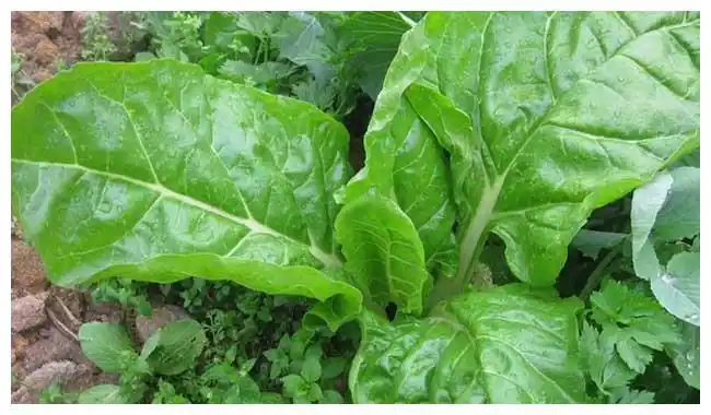 它便是"猪婆菜",属于南方的一种蔬菜,别名君达菜,厚皮菜等,潮汕人常称