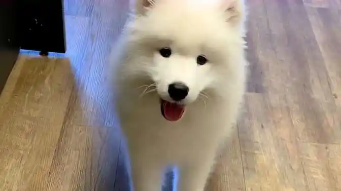 可爱萨摩耶"撒娇卖萌"求美食,"满脸期待"萌死人:宝宝饿了嘛