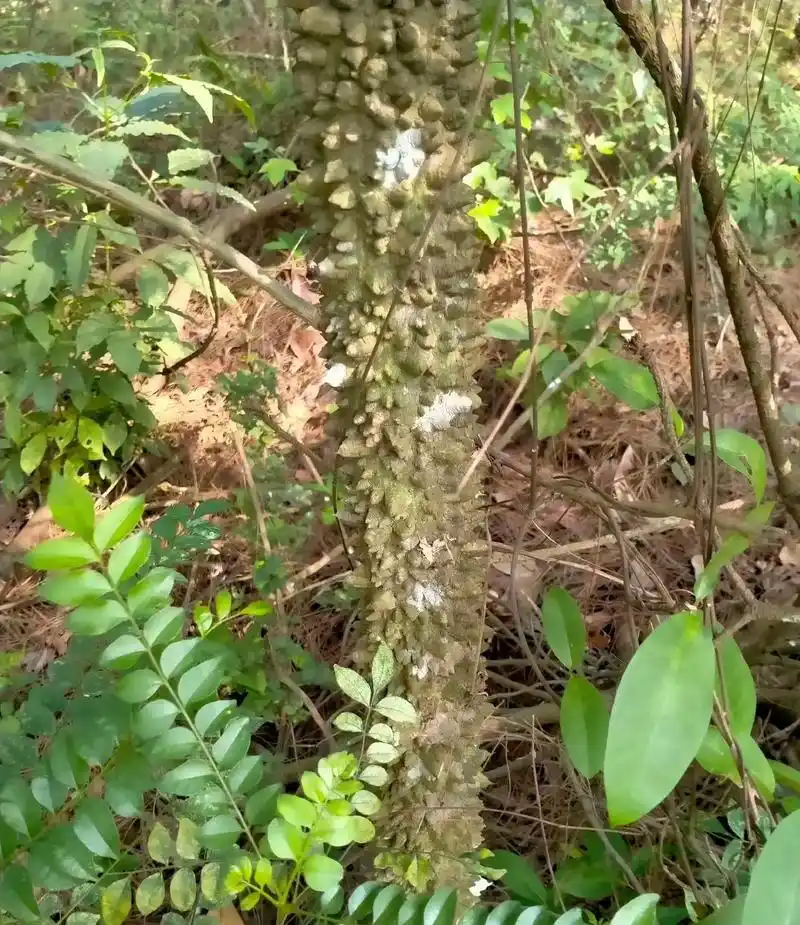 这个花椒木.哈哈哈,这个有人知道吗?#大自然的馈赠 - 抖音