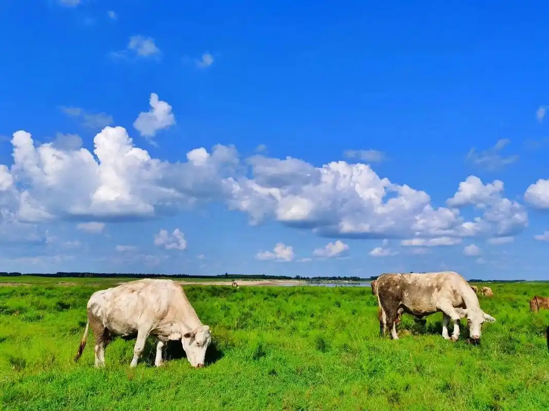 辽河大草原美景 七夕和同学去了辽河大草原,因为渡口排队的车太多