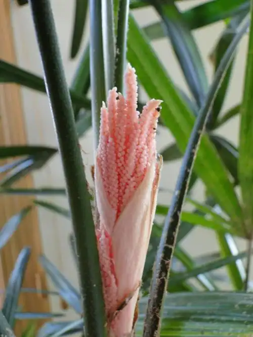 【原创】我所栽培的观音竹开花了--家庭盆景系列之三