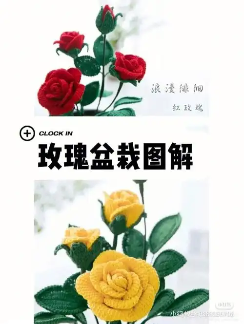 玫瑰花盆栽图解