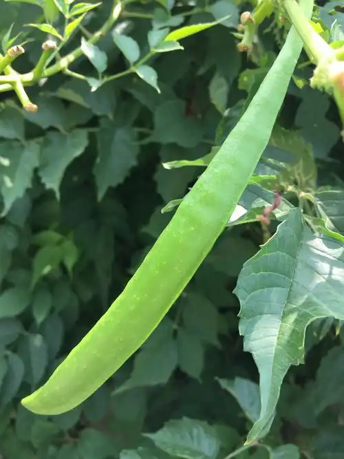 凌霄花的果实你见过吗