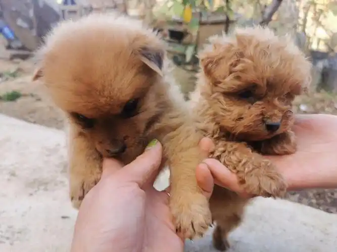 土狗跟泰迪的串算啥