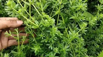 河马草图片大全 - 西瓜视频