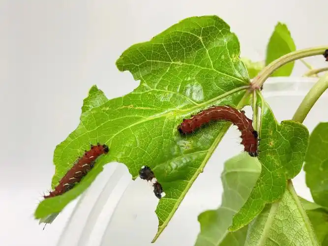 粤豹天蚕蛾三龄幼虫