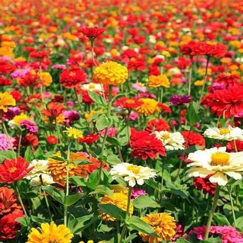 百日草花种矮杆春季种混色重瓣花籽室外阳台盆栽花种易活四季开花