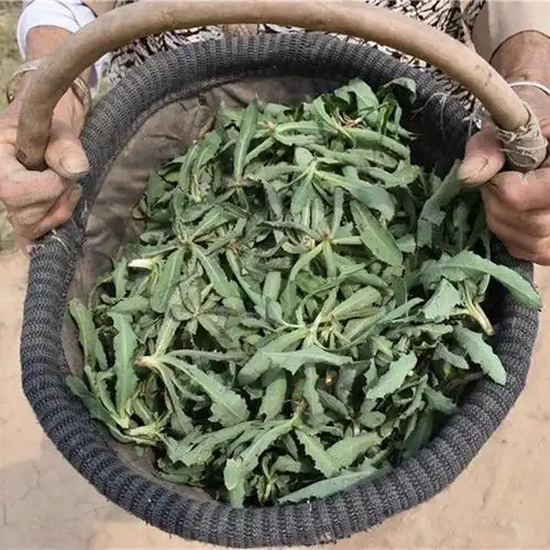 曲麻菜和香麻菜