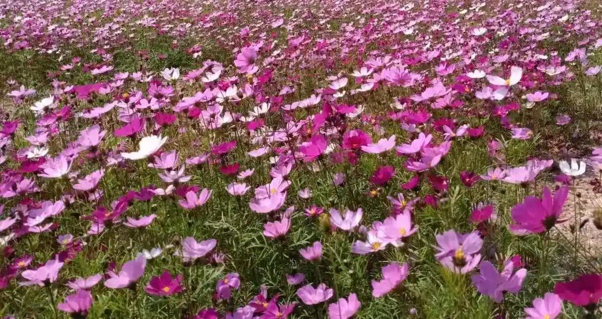春暖花开奔你而来 #格桑花 #赏花94 格桑花的花语是…怜 - 抖音