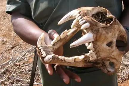 媒体记录南非狮骨交易幕后故事,"狮子已出现在了菜单上"