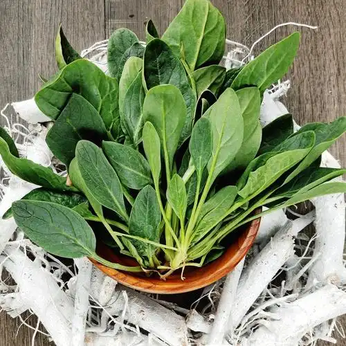 臻印映新鲜菠菜仔苗胜似野跨越有机营养丰富口感好嫩滑鲜美健康4