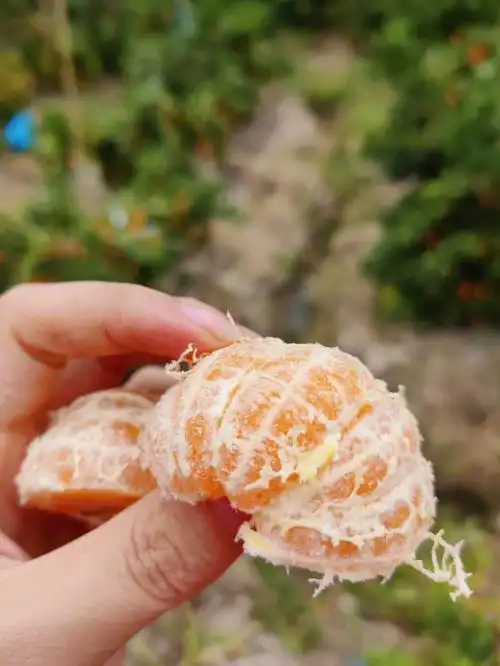 又到一年一度吃橘子的季节了