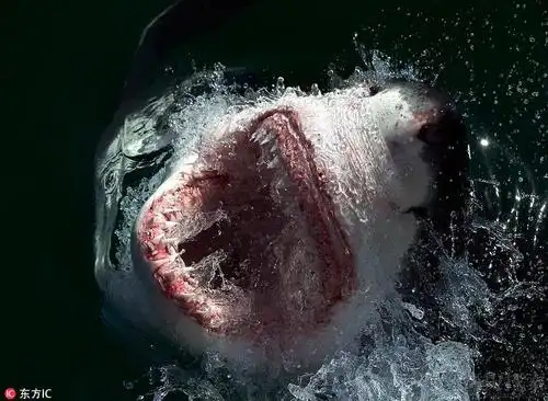 好恐怖!大白鲨跃出海面捕食画面太血腥