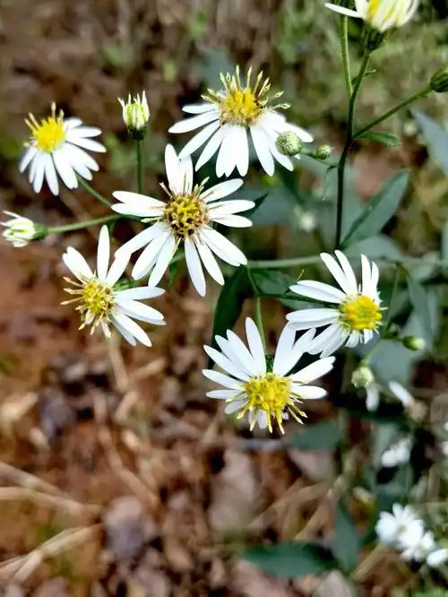 微糙三脉紫菀普通得我等一般的草本
