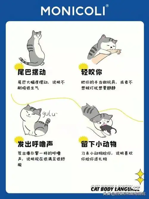 秒懂猫咪20种肢体语言|解读|可以了_网易订阅