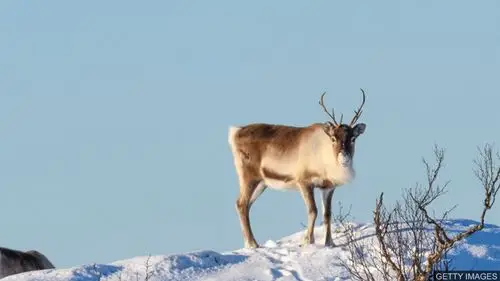 bbc媒体英语:climate change: arctic reindeer numbers crash by