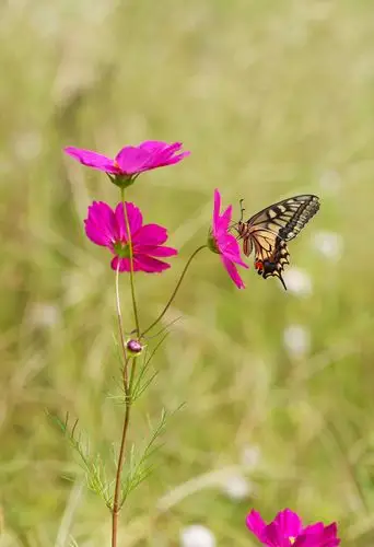 格桑花开蝴蝶飞