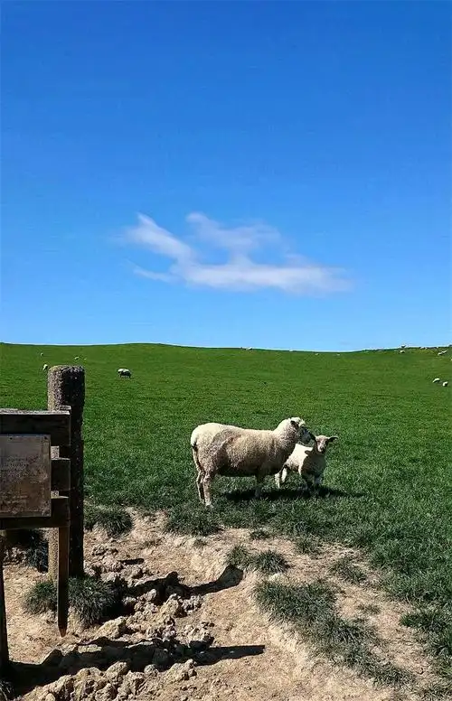 新西兰农场风景抓拍