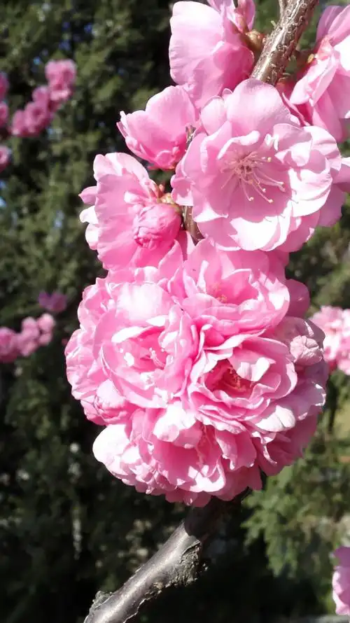 我的快乐,与您分享!随手拍的,很漂亮的花朵