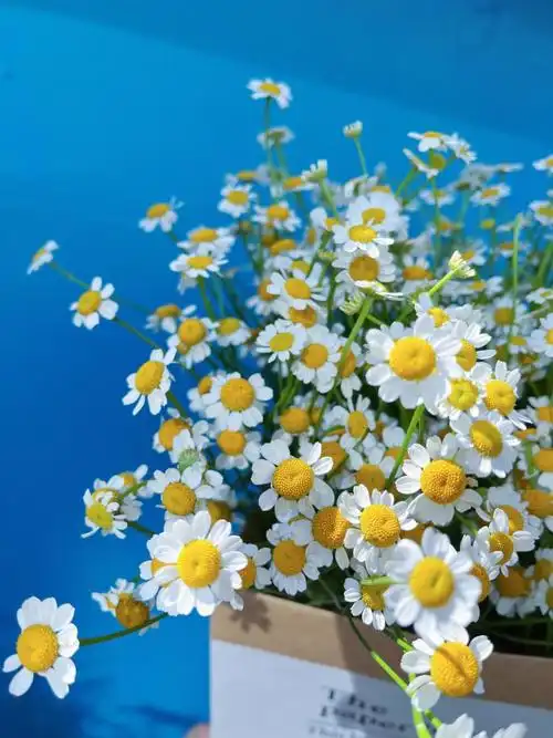 的洋甘菊,洋溢着春天的气息最重要的是超长待机,可以养一个月左右花语