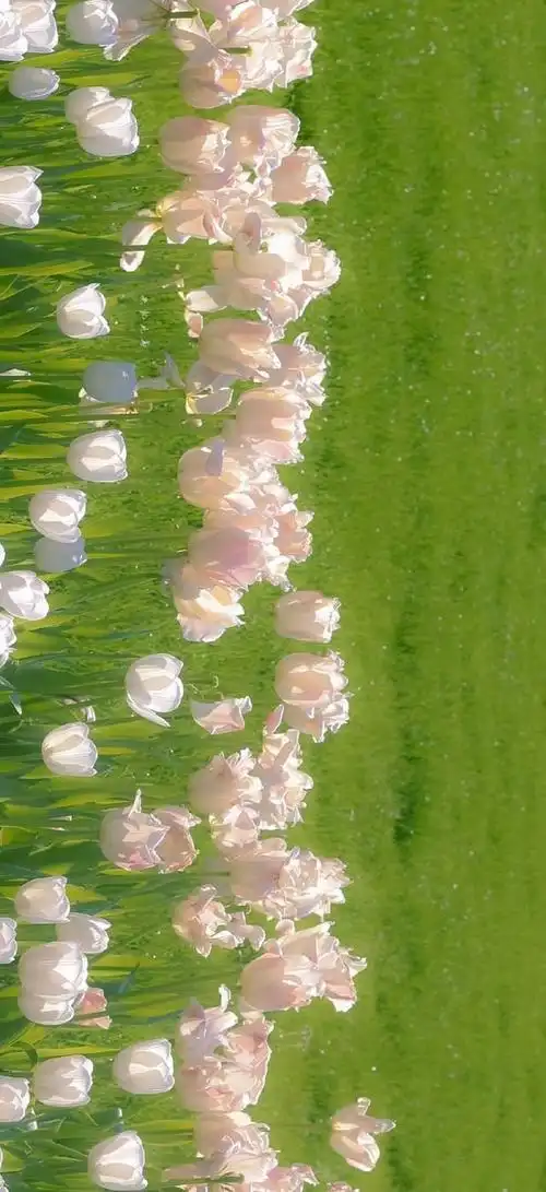 壁纸| ins风全屏壁纸——祝你今天愉快