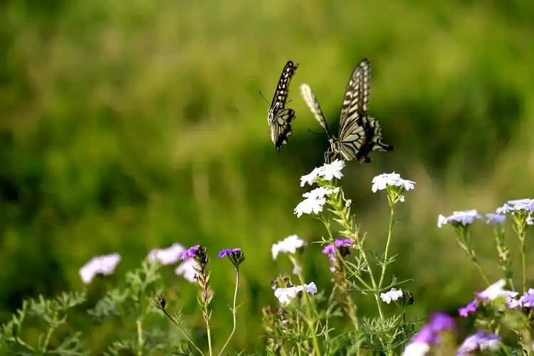 两只蝴蝶翩翩舞