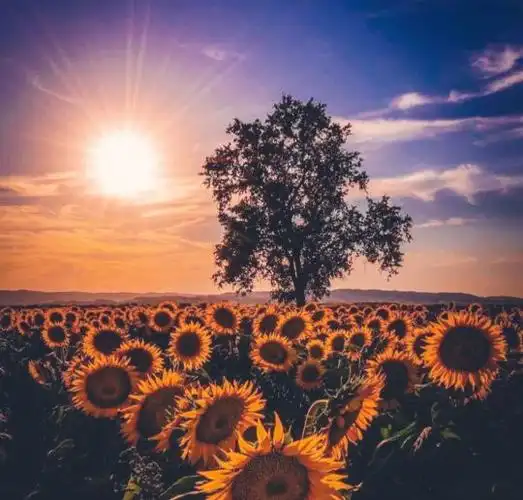 头像向日葵_小红书