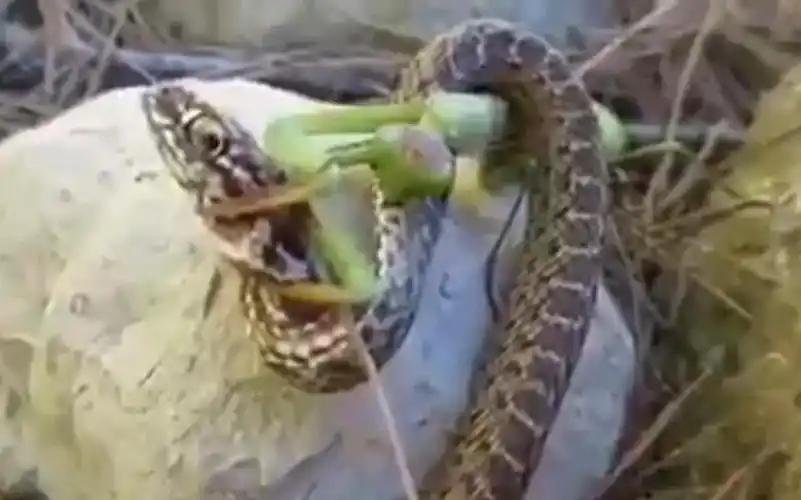 巨型螳螂,居然还抓蛇吃,是变异种吗?