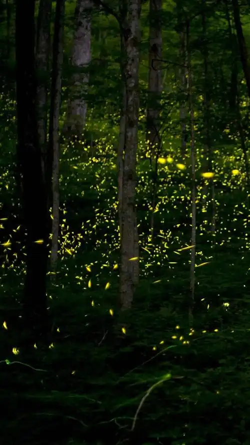 萤火虫森林