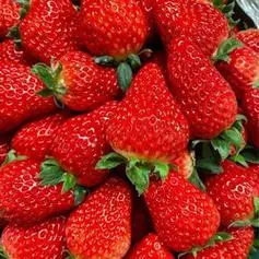 【省33.2元】恰货郎草莓_恰货郎 今日回馈!1000箱! 红颜99草莓 1斤彩