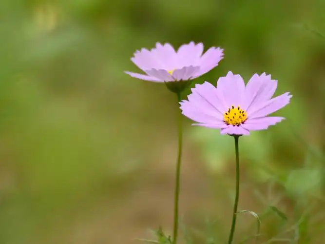 各位大神!求助下 ,长梗开几种颜色的小野花叫什么