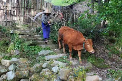虽然是原始落后的农业生产方式,但还是延