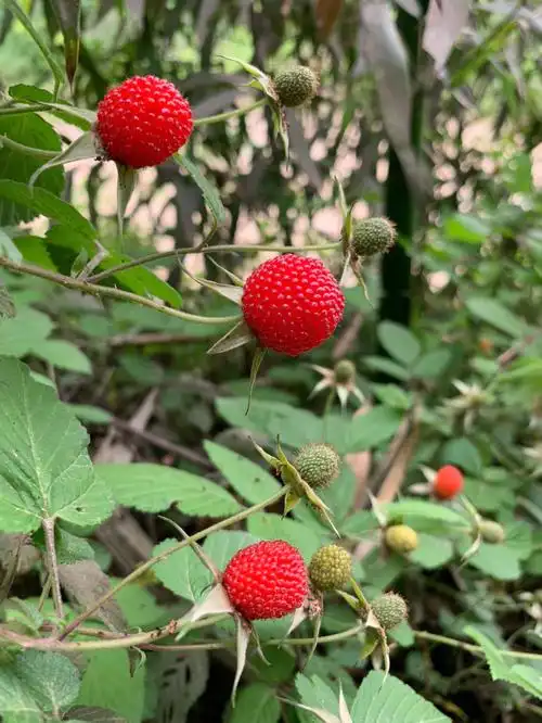 庆幸能够在农村生活的日子,刚才跟老妈一起去地里,看到山路边的野草莓