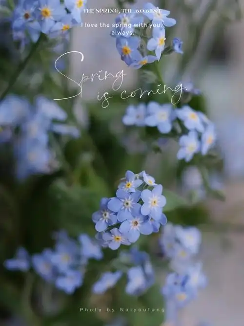 蓝色系小花花法国勿忘我09花语永恒的爱