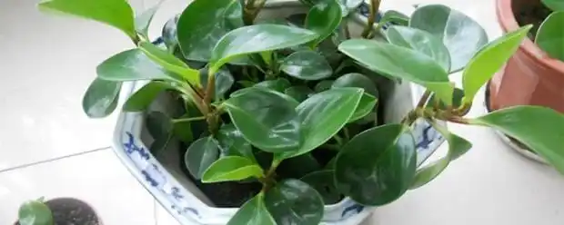 圆叶椒草扦插方法_360问答