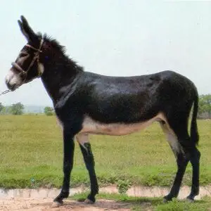 关中驴_关中驴_驴类品种_山东宣民牧野牛羊繁殖基地