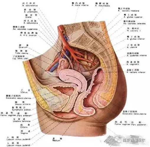 盆腔积液无须这么紧张每个女人都会有是真的吗